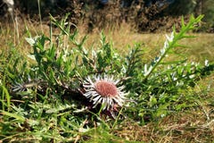 Flowers Of Stemless Carline Thistle Stock Photo Flowers Of Stemless Carline Thistle Stock Photo