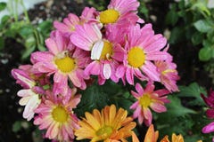 Flowers orange and pink a stock image Flowers orange and pink a stock image