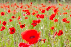 Flowers red poppies blossom on green wild field on the May with selective focus and soft focus blur effects. Stock Photos Flowers red poppies blossom on green wild field on the May with selective focus and soft focus blur effects. Stock Photos