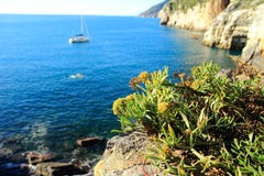 Flowers at the sea royalty free stock images Flowers at the sea royalty free stock images