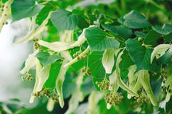 Flowers and seeds of lime tree. stock photography Flowers and seeds of lime tree. stock photography