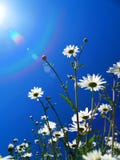 Flowers Seeking The Sun Royalty Free Stock Photography Flowers Seeking The Sun Royalty Free Stock Photography