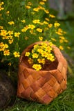 Flowers Tagetes Tenuifolia Yellow Royalty Free Stock Photos Flowers Tagetes Tenuifolia Yellow Royalty Free Stock Photos