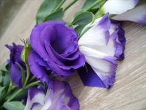 Flowers purple with white royalty free stock photos Flowers purple with white royalty free stock photos