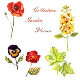 Flowers watercolor illustration. Set of garden flowers on a white background royalty free illustration Flowers watercolor illustration. Set of garden flowers on a white background royalty free illustration