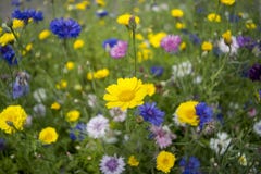 flowery λιβάδι Στοκ Εικόνα flowery λιβάδι Στοκ Εικόνα