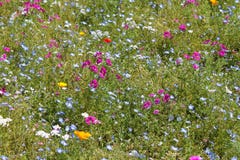 flowery λιβάδι Στοκ Εικόνα flowery λιβάδι Στοκ Εικόνα