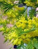 Fluffig vår för mimosaträdblom Internationell dag för kvinna` s Solig gul mimosa arkivfoton Fluffig vår för mimosaträdblom Internationell dag för kvinna` s Solig gul mimosa arkivfoton