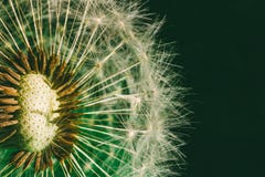 Fluffy dandelion with seed parachutes on green background close-up Stock Photo Fluffy dandelion with seed parachutes on green background close-up Stock Photo