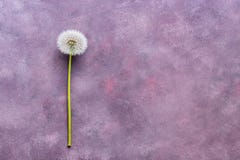 Fluffy dandelion with seeds on a beautiful abstract background, copy space, top view. Abstract pink-purple background. royalty free stock photography Fluffy dandelion with seeds on a beautiful abstract background, copy space, top view. Abstract pink-purple background. royalty free stock photography
