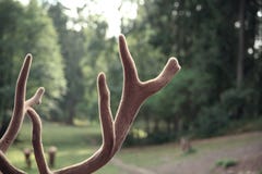 Fluffy elk horns in green background royalty free stock photos Fluffy elk horns in green background royalty free stock photos