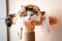 Furry, red cat resting in bright sunlight royalty free stock photos Furry, red cat resting in bright sunlight royalty free stock photos