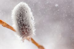 Fluffy shoots of a willow tree close-up in water drops. royalty free stock photography Fluffy shoots of a willow tree close-up in water drops. royalty free stock photography