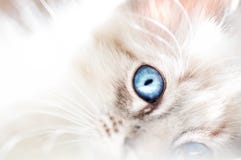 Fluffy white innocent baby blue eyed kitten