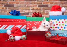 Fluffy white kitten in christmas presents royalty free stock photo Fluffy white kitten in christmas presents royalty free stock photo