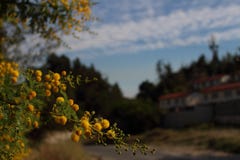 fluffy yellow flowers with blurred background royalty free stock images fluffy yellow flowers with blurred background royalty free stock images