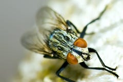 flugor arkivfoton flugor arkivfoton
