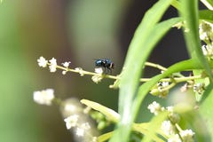 Flugor är gröna i blommor royaltyfria foton Flugor är gröna i blommor royaltyfria foton