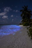 Fluorescent Plankton In The Maldives - Indian Ocean Royalty Free Stock Photography