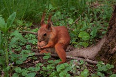 Flurry squirrel holds in its paws a big walnut sitting on green grass in the forest. orange squirrel royalty free stock photo Flurry squirrel holds in its paws a big walnut sitting on green grass in the forest. orange squirrel royalty free stock photo