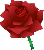 Fluxo Rosa vermelha bonita ilustração do vetor Fluxo Rosa vermelha bonita ilustração do vetor