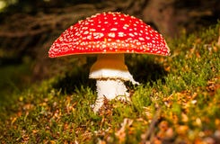 Free Fly Agaric Mushroom Stock Image - 33837161