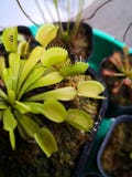A fly captured by venus flytrap royalty free stock photography A fly captured by venus flytrap royalty free stock photography