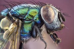 Fly royalty free stock photography Fly royalty free stock photography