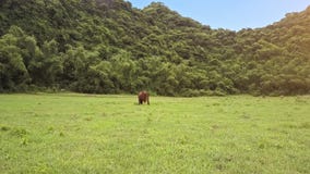 Flycam si muove verso il toro che mangia l'erba sul campo contro il paesaggio Flycam si muove verso il toro che mangia l'erba sul campo contro il paesaggio