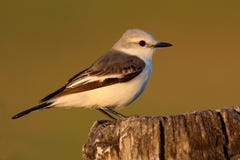 Flycatcher στο βιότοπο φύσης, συνεδρίαση πουλιών στο άσπρου και γκρίζου πουλί χλόης, Mato Grosso, Pantanal, Βραζιλία στοκ φωτογραφία Flycatcher στο βιότοπο φύσης, συνεδρίαση πουλιών στο άσπρου και γκρίζου πουλί χλόης, Mato Grosso, Pantanal, Βραζιλία στοκ φωτογραφία