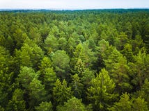 Flyg- sikt av skogen arkivfoto Flyg- sikt av skogen arkivfoto