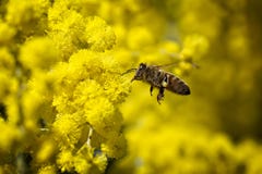 Flyga biet som samlar pollen från gula blommor royaltyfria bilder Flyga biet som samlar pollen från gula blommor royaltyfria bilder