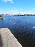 Flyga flocken av seagulls över floden royaltyfri foto Flyga flocken av seagulls över floden royaltyfri foto