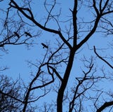 Flyga galanden och filialer silhouetted av månsken arkivbild Flyga galanden och filialer silhouetted av månsken arkivbild