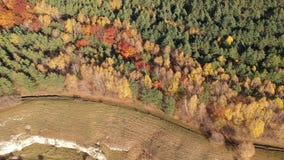 Flyga över skogen Flyga över skogen