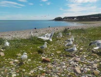 Flyget av albatrossen royaltyfria foton Flyget av albatrossen royaltyfria foton