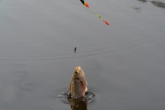 Flygfisk arkivfoto Flygfisk arkivfoto