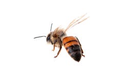 Flying Bee Royalty Free Stock Image Flying Bee Royalty Free Stock Image