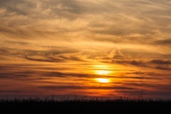 Flying Birds On Dramatic Sunset Background Stock Images Flying Birds On Dramatic Sunset Background Stock Images