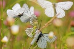 Flying Butterflies In A Meadow Royalty Free Stock Photos Flying Butterflies In A Meadow Royalty Free Stock Photos