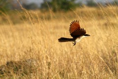 Flying Coppery-tailed Coucal Stock Images