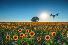 Flying Drone And Sunflower Field Stock Image Flying Drone And Sunflower Field Stock Image