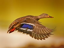 Flying Duck Flying Duck