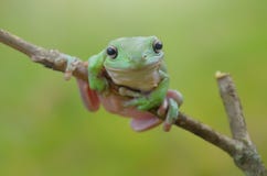 Flying frog stock photo Flying frog stock photo