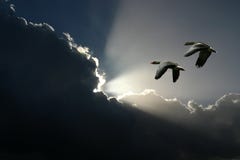 Flying Geese And Sunny Clouds Stock Image Flying Geese And Sunny Clouds Stock Image