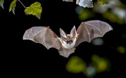 Flying Grey long eared bat in forest