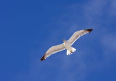 Flying Gull Royalty Free Stock Photos