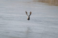 Flying male shoveler duck Royalty Free Stock Photo Flying male shoveler duck Royalty Free Stock Photo