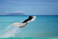 Flying Manta above paradise sea. Discover new world