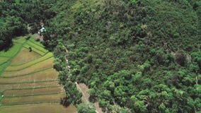 Flying over rice field and coconut trees. Aerial view of rice terrace, agricultural land of farmers. Tropical landscape